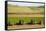 USA, California. Agricultural fields outside King City-Alison Jones-Framed Stretched Canvas
