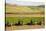 USA, California. Agricultural fields outside King City-Alison Jones-Stretched Canvas