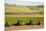 USA, California. Agricultural fields outside King City-Alison Jones-Mounted Premium Photographic Print