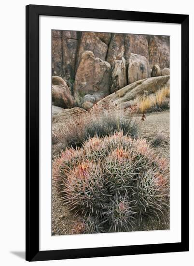 USA, California, Alabama Hills, Cactus-John Ford-Framed Photographic Print