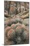 USA, California, Alabama Hills, Cactus-John Ford-Mounted Photographic Print