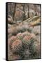 USA, California, Alabama Hills, Cactus-John Ford-Framed Stretched Canvas