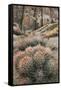 USA, California, Alabama Hills, Cactus-John Ford-Framed Stretched Canvas