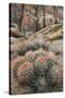 USA, California, Alabama Hills, Cactus-John Ford-Stretched Canvas