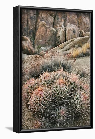 USA, California, Alabama Hills, Cactus-John Ford-Framed Photographic Print