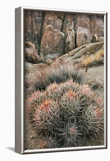 USA, California, Alabama Hills, Cactus-John Ford-Framed Photographic Print