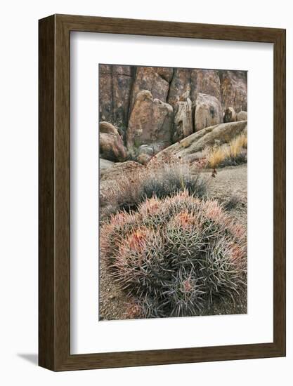 USA, California, Alabama Hills, Cactus-John Ford-Framed Photographic Print