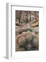 USA, California, Alabama Hills, Cactus-John Ford-Framed Photographic Print