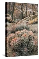 USA, California, Alabama Hills, Cactus-John Ford-Stretched Canvas