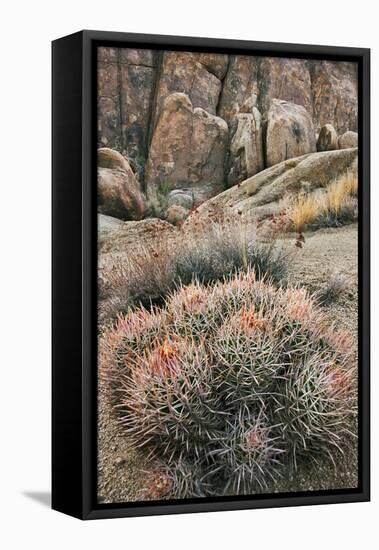 USA, California, Alabama Hills, Cactus-John Ford-Framed Stretched Canvas