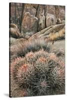 USA, California, Alabama Hills, Cactus-John Ford-Stretched Canvas
