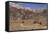 USA, California, Alabama Hills, Eastern Sierra Nevada Mountains-John Ford-Framed Stretched Canvas