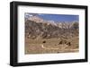 USA, California, Alabama Hills, Eastern Sierra Nevada Mountains-John Ford-Framed Photographic Print