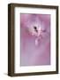 USA, California. Alstroemeria flower close-up.-Jaynes Gallery-Framed Photographic Print