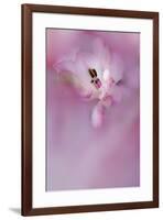 USA, California. Alstroemeria flower close-up.-Jaynes Gallery-Framed Premium Photographic Print