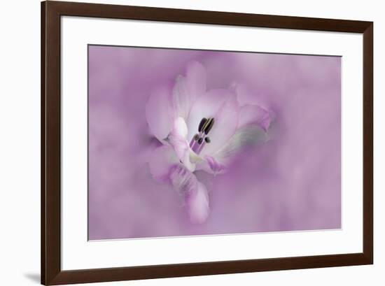 USA, California. Alstroemeria flower close-up.-Jaynes Gallery-Framed Premium Photographic Print