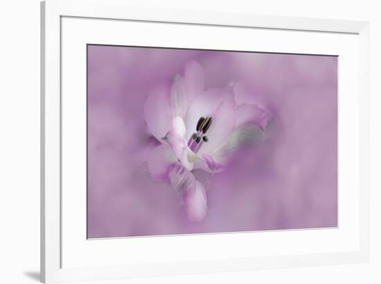 USA, California. Alstroemeria flower close-up.-Jaynes Gallery-Framed Premium Photographic Print