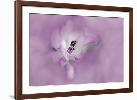 USA, California. Alstroemeria flower close-up.-Jaynes Gallery-Framed Premium Photographic Print