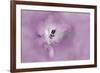 USA, California. Alstroemeria flower close-up.-Jaynes Gallery-Framed Premium Photographic Print