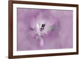 USA, California. Alstroemeria flower close-up.-Jaynes Gallery-Framed Premium Photographic Print