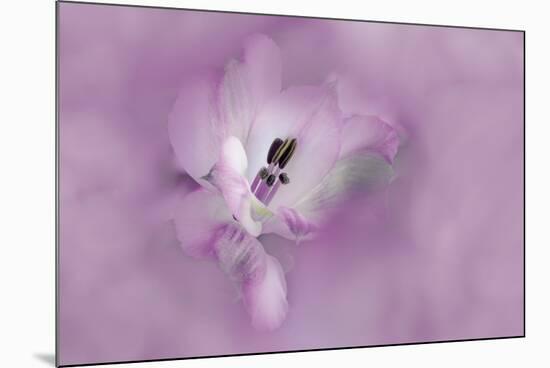 USA, California. Alstroemeria flower close-up.-Jaynes Gallery-Mounted Premium Photographic Print