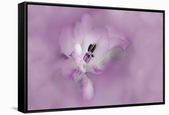 USA, California. Alstroemeria flower close-up.-Jaynes Gallery-Framed Stretched Canvas