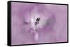USA, California. Alstroemeria flower close-up.-Jaynes Gallery-Framed Stretched Canvas