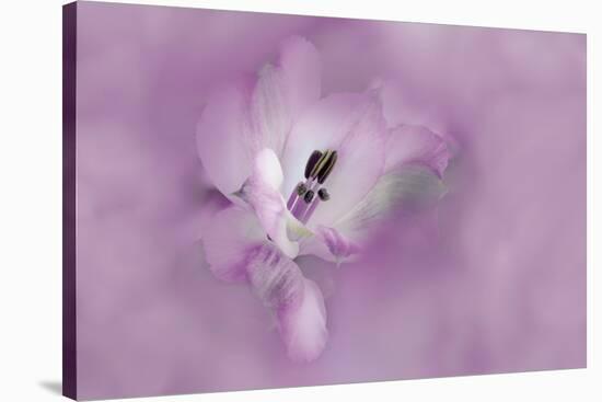 USA, California. Alstroemeria flower close-up.-Jaynes Gallery-Stretched Canvas