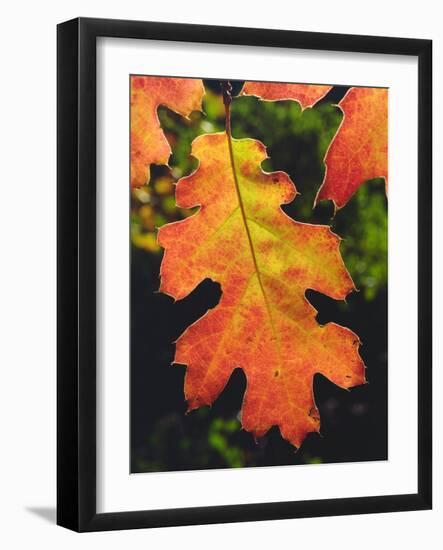 USA, California, an Oak Leaf in Six Rivers National Forrest-Jaynes Gallery-Framed Photographic Print