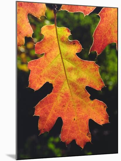 USA, California, an Oak Leaf in Six Rivers National Forrest-Jaynes Gallery-Mounted Photographic Print