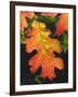 USA, California, an Oak Leaf in Six Rivers National Forrest-Jaynes Gallery-Framed Photographic Print