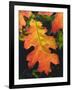 USA, California, an Oak Leaf in Six Rivers National Forrest-Jaynes Gallery-Framed Photographic Print