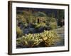 USA, California, Anza-Borrego, Cholla, Barrel Cactus, and Ocotillo-Jaynes Gallery-Framed Photographic Print