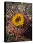USA, California, Anza-Borrego Desert Sp. Barrel Cactus Wildflowers-Jaynes Gallery-Stretched Canvas