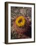 USA, California, Anza-Borrego Desert Sp. Barrel Cactus Wildflowers-Jaynes Gallery-Framed Photographic Print