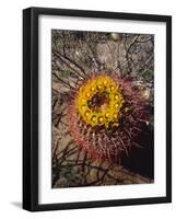 USA, California, Anza-Borrego Desert Sp. Barrel Cactus Wildflowers-Jaynes Gallery-Framed Photographic Print