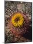 USA, California, Anza-Borrego Desert Sp. Barrel Cactus Wildflowers-Jaynes Gallery-Mounted Photographic Print