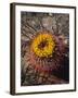 USA, California, Anza-Borrego Desert Sp. Barrel Cactus Wildflowers-Jaynes Gallery-Framed Photographic Print