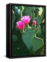 USA, California, Anza-Borrego Desert Sp. Beavertail Cactus Flowers-Jaynes Gallery-Framed Stretched Canvas