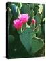 USA, California, Anza-Borrego Desert Sp. Beavertail Cactus Flowers-Jaynes Gallery-Stretched Canvas