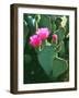 USA, California, Anza-Borrego Desert Sp. Beavertail Cactus Flowers-Jaynes Gallery-Framed Photographic Print