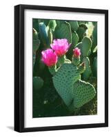 USA, California, Anza-Borrego Desert Sp. Beavertail Cactus Flowers-Jaynes Gallery-Framed Photographic Print