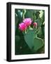 USA, California, Anza-Borrego Desert Sp. Beavertail Cactus Flowers-Jaynes Gallery-Framed Photographic Print