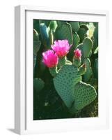 USA, California, Anza-Borrego Desert Sp. Beavertail Cactus Flowers-Jaynes Gallery-Framed Photographic Print