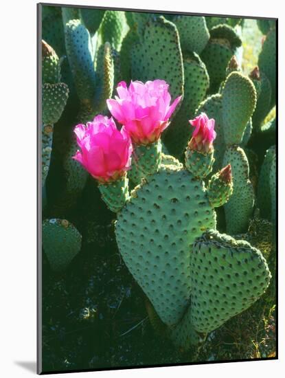 USA, California, Anza-Borrego Desert Sp. Beavertail Cactus Flowers-Jaynes Gallery-Mounted Photographic Print