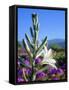 USA, California, Anza-Borrego Desert Sp. Desert Lily and Sand Verbena-Jaynes Gallery-Framed Stretched Canvas