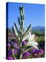 USA, California, Anza-Borrego Desert Sp. Desert Lily and Sand Verbena-Jaynes Gallery-Stretched Canvas