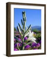 USA, California, Anza-Borrego Desert Sp. Desert Lily and Sand Verbena-Jaynes Gallery-Framed Photographic Print