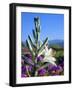 USA, California, Anza-Borrego Desert Sp. Desert Lily and Sand Verbena-Jaynes Gallery-Framed Photographic Print