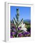 USA, California, Anza-Borrego Desert Sp. Desert Lily and Sand Verbena-Jaynes Gallery-Framed Photographic Print